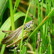 Image de Metrioptera roeselii