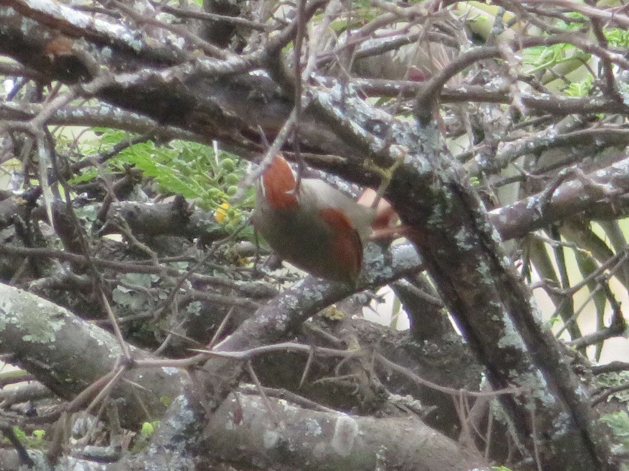 Image of Fraser's Spinetail