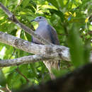 Image of Barking Imperial Pigeon