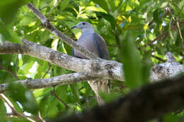 Image of Barking Imperial Pigeon