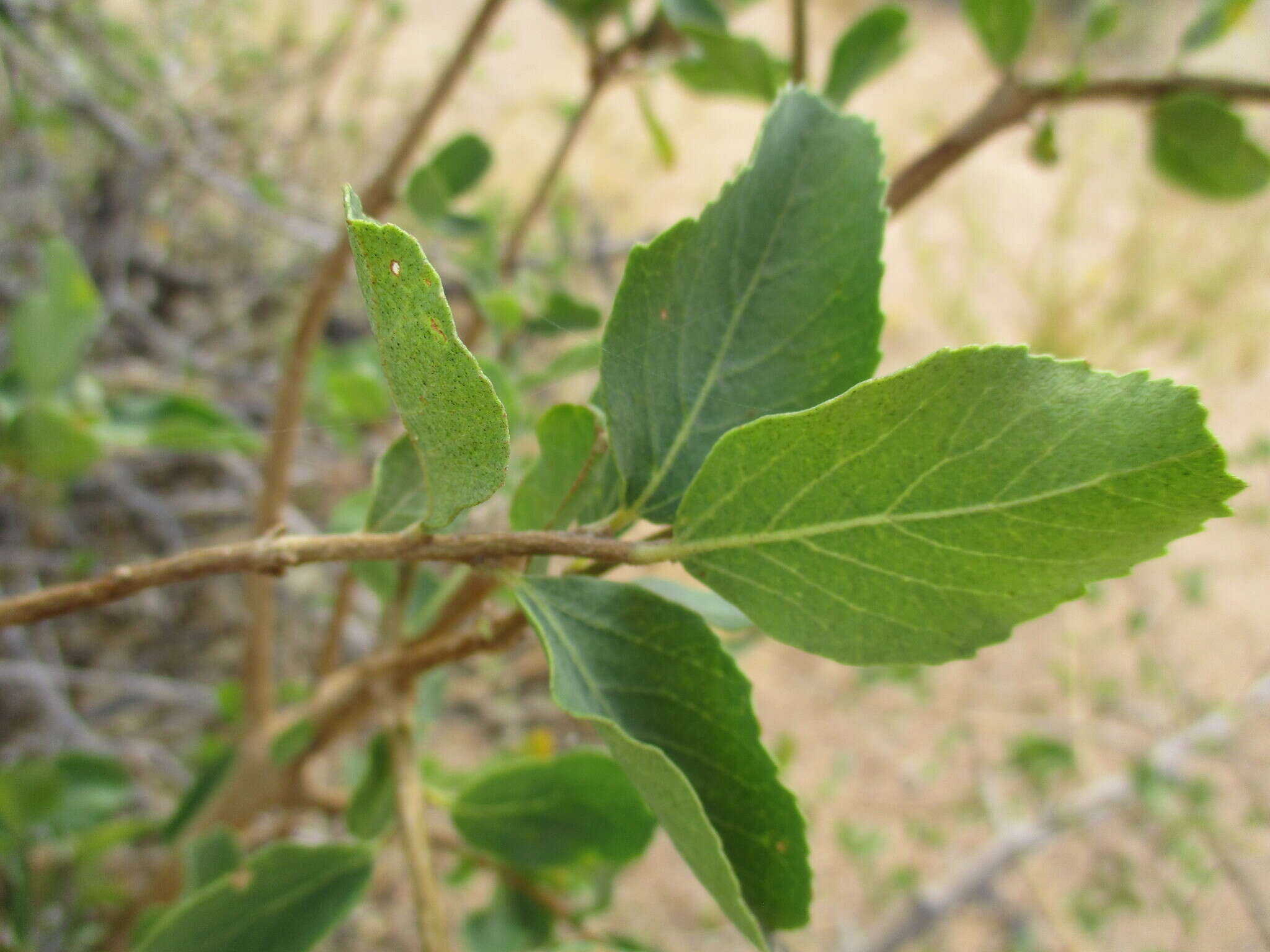 Image of Grey-leaved cordia