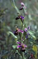 Image of Bee orchid