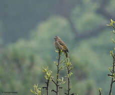 Image of Flavescent Bulbul