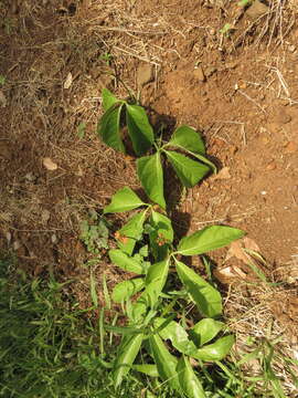 Image of Psiguria triphylla (Miq.) C. Jeffrey