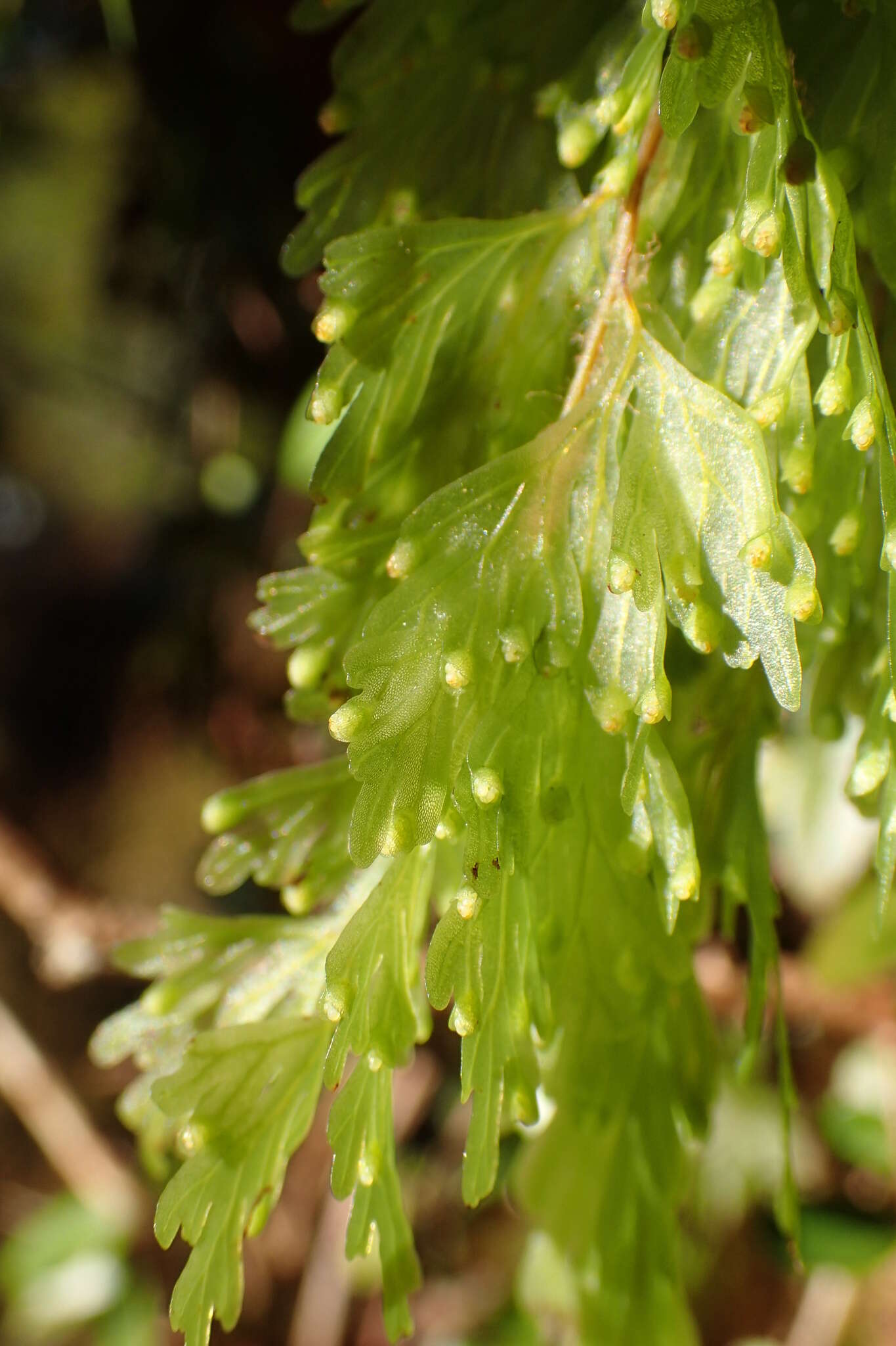 Imagem de Hymenophyllum flabellatum Labill.