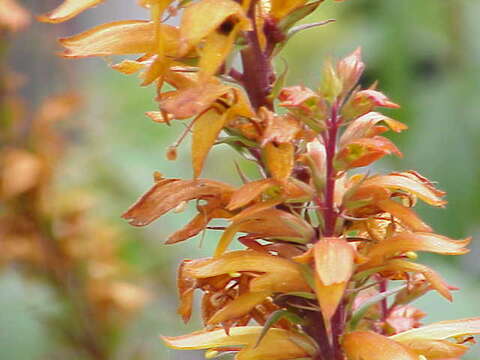 Imagem de Digitalis canariensis L.