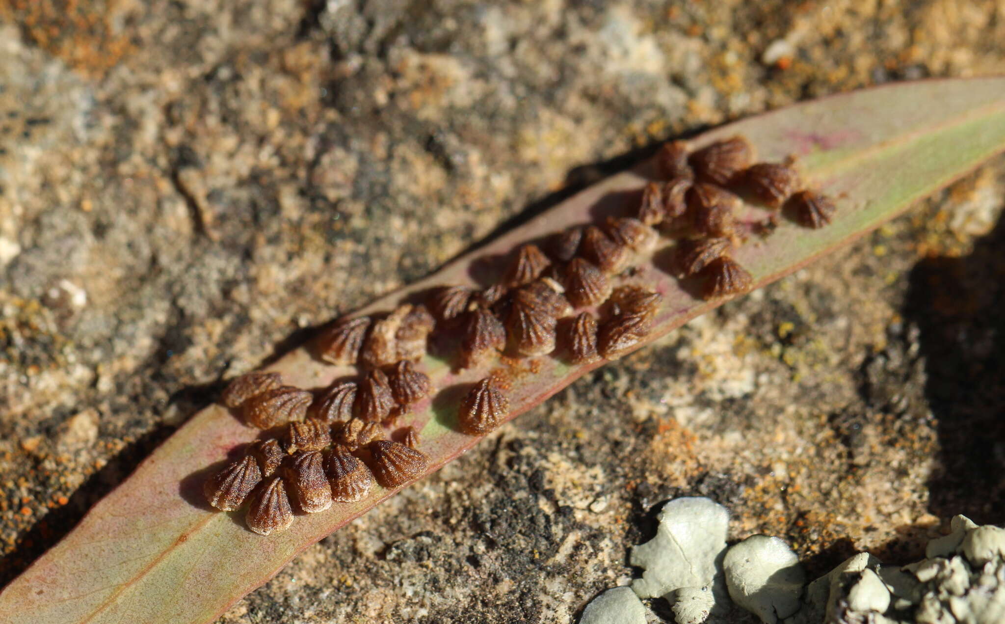 Image de Spondyliaspis