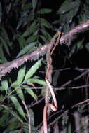 Image of Western Tree Snake