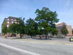 Image of Large-leaved Lime