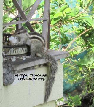 Image of Indian palm squirrel