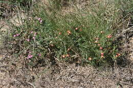 Image of Delosperma ornatulum N. E. Br. ex Stapf