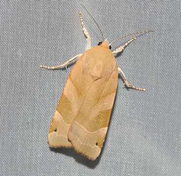 Image of broad-bordered yellow underwing