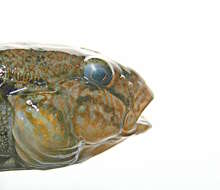 Image of Neogobius