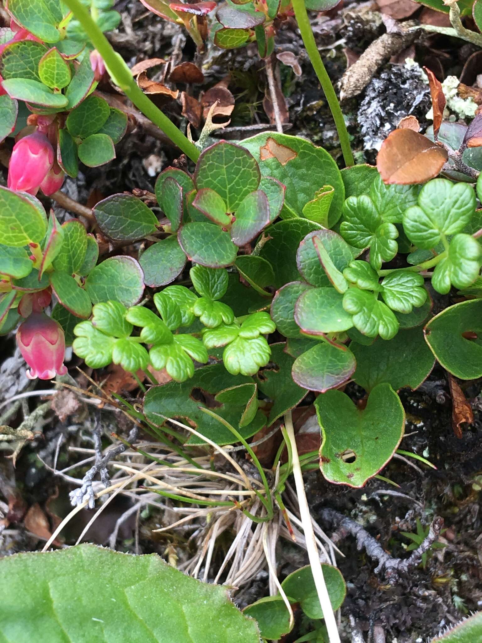 Plancia ëd Thalictrum alpinum L.