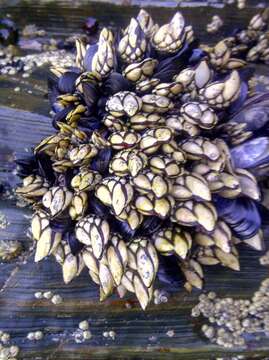 Image of goose neck barnacle