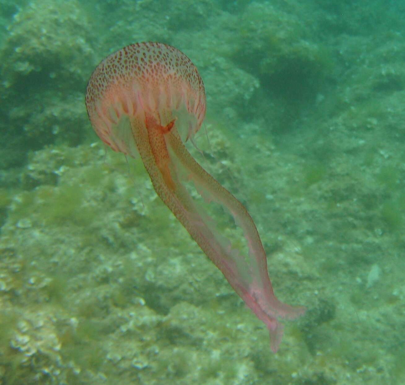 Image of Purplestriped jellyfishes