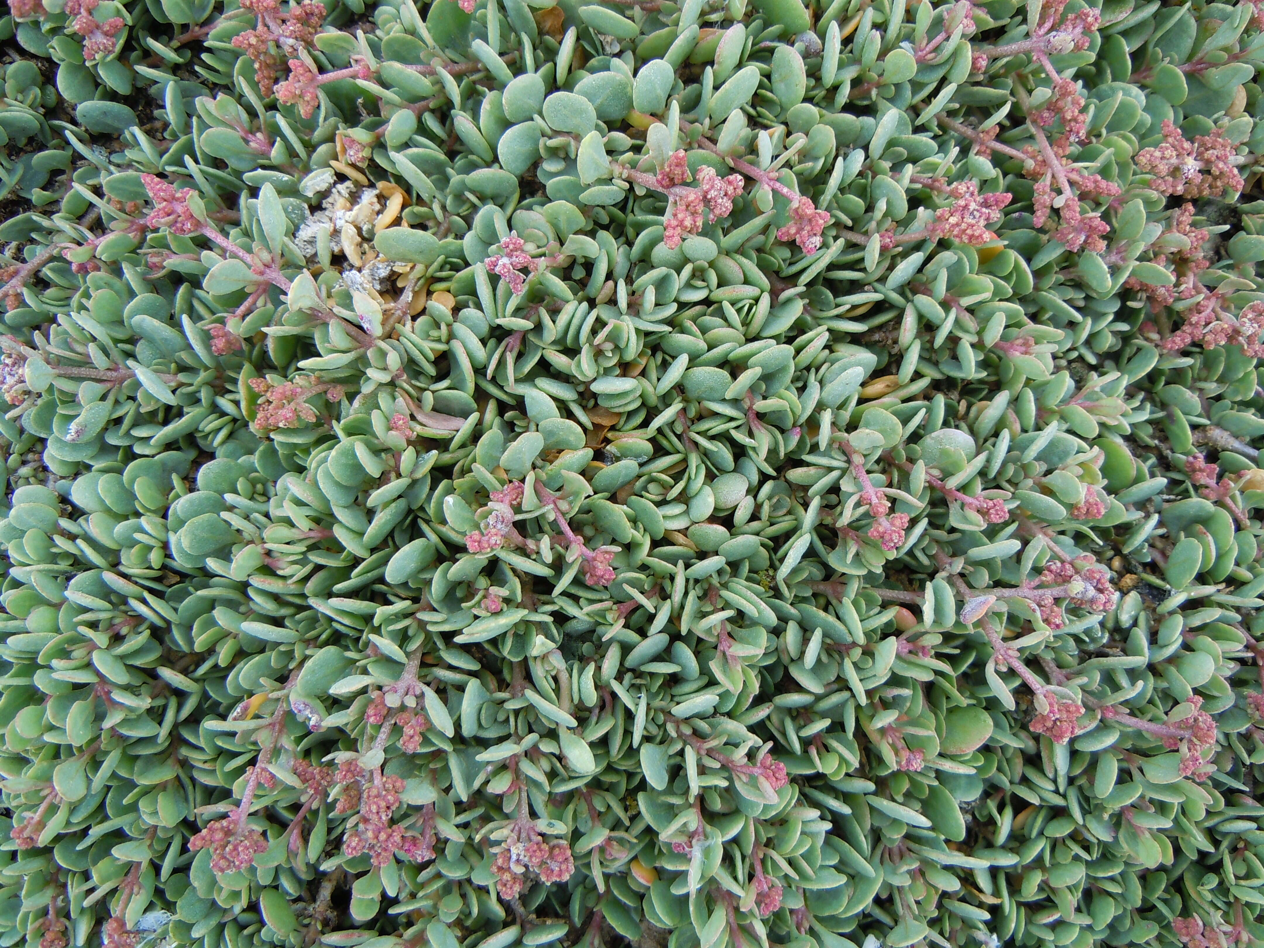 Image of sea-purslane