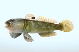 Image of Neogobius