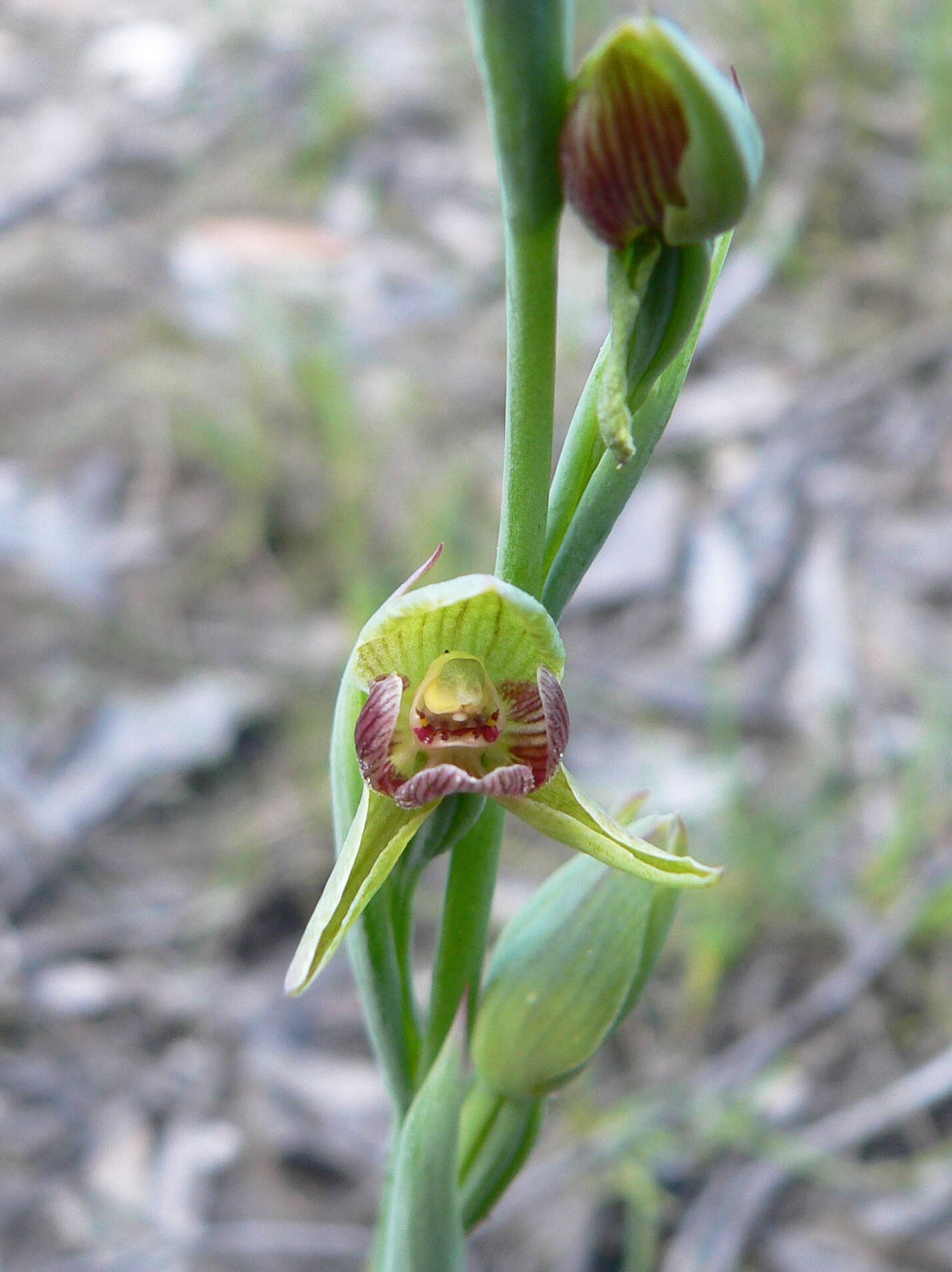 Calochilus robertsonii Benth.的圖片