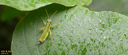 صورة Anapodisma miramae Dovnar-Zapolskij 1932