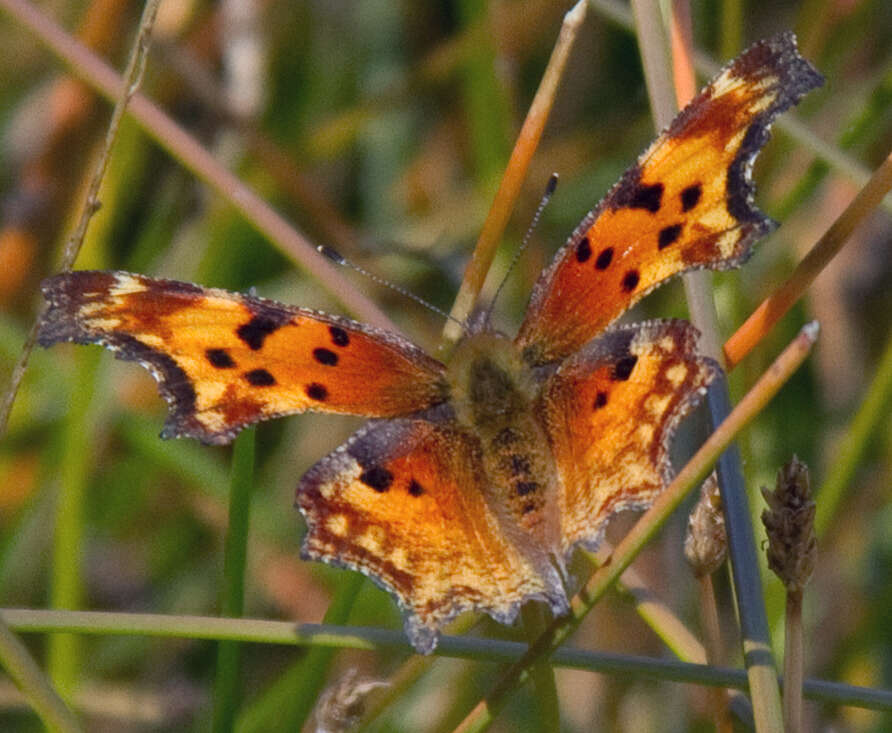 Image of Eastern Comma