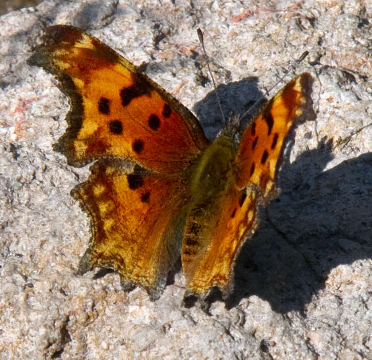 Image of Eastern Comma