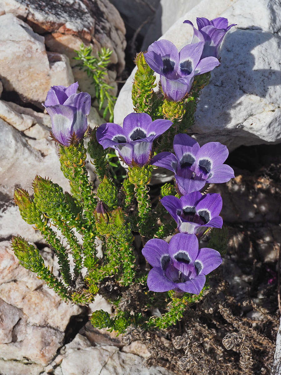 Image of Roella ciliata L.