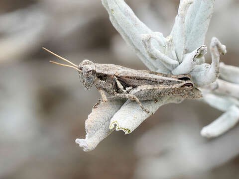 Melanoplus cinereus Scudder & S. H. 1878的圖片