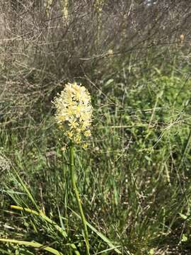 Image of Nuttall's deathcamas