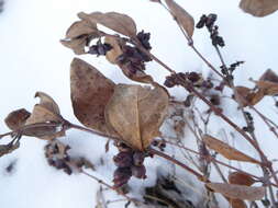 Image of western snowberry