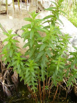 Image of Purple Loosestrife