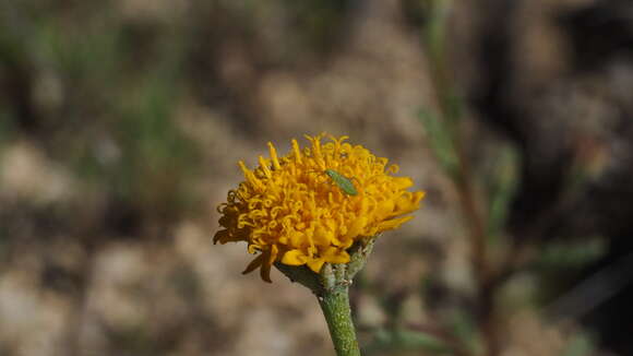 Sivun Chaenactis glabriuscula var. glabriuscula kuva