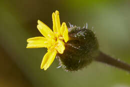 Image of Yosemite tarweed