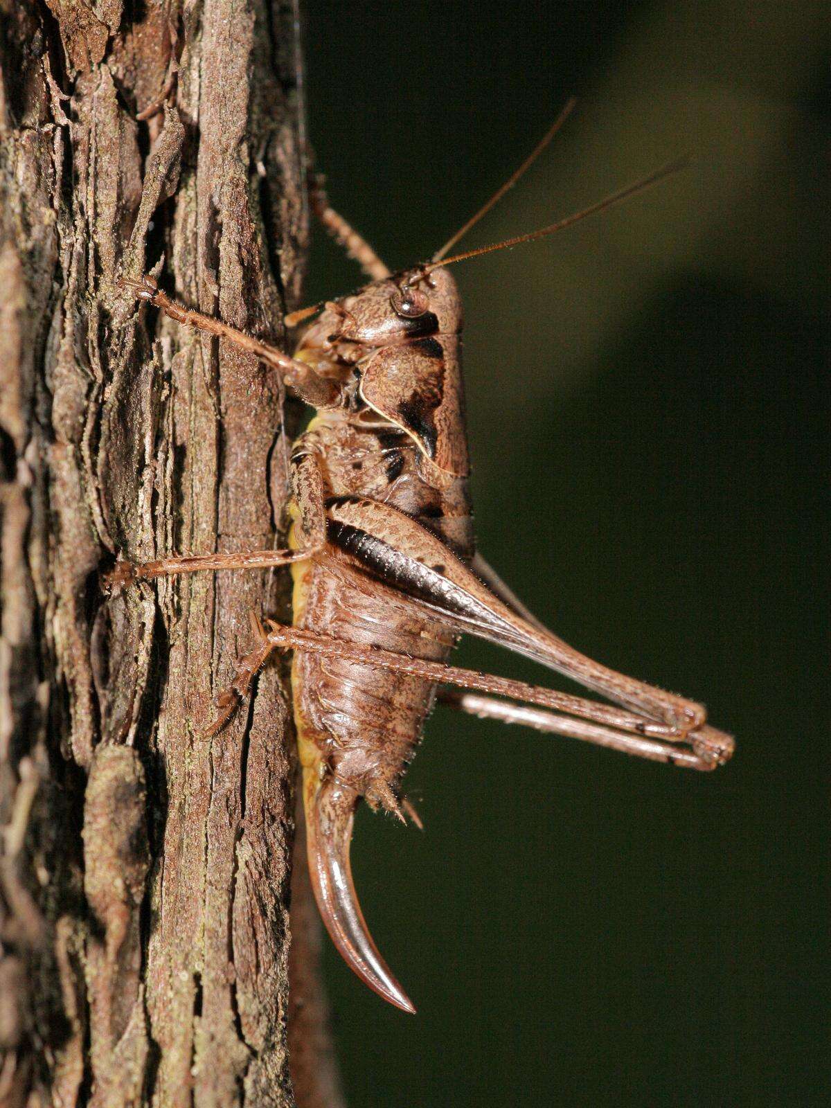 Image of dark bush-cricket