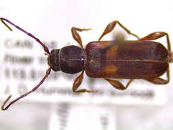 صورة Phymatodes dimidiatus (Kirby 1837)