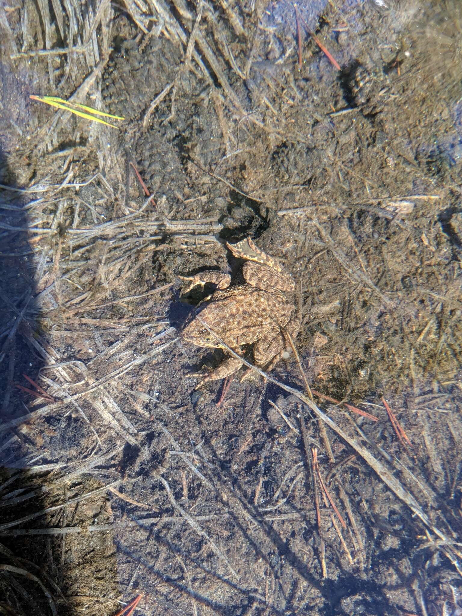 Image of Sierra Nevada Yellow-legged Frog