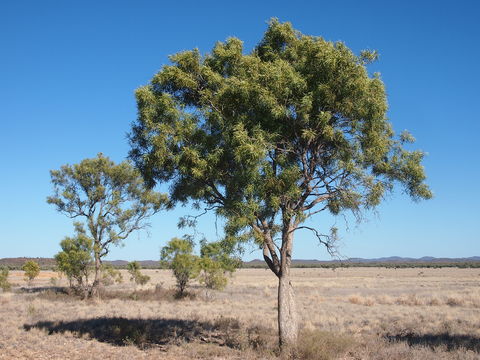 Image of <i>Atalaya hemiglauca</i> F. Müll. ex Benth.