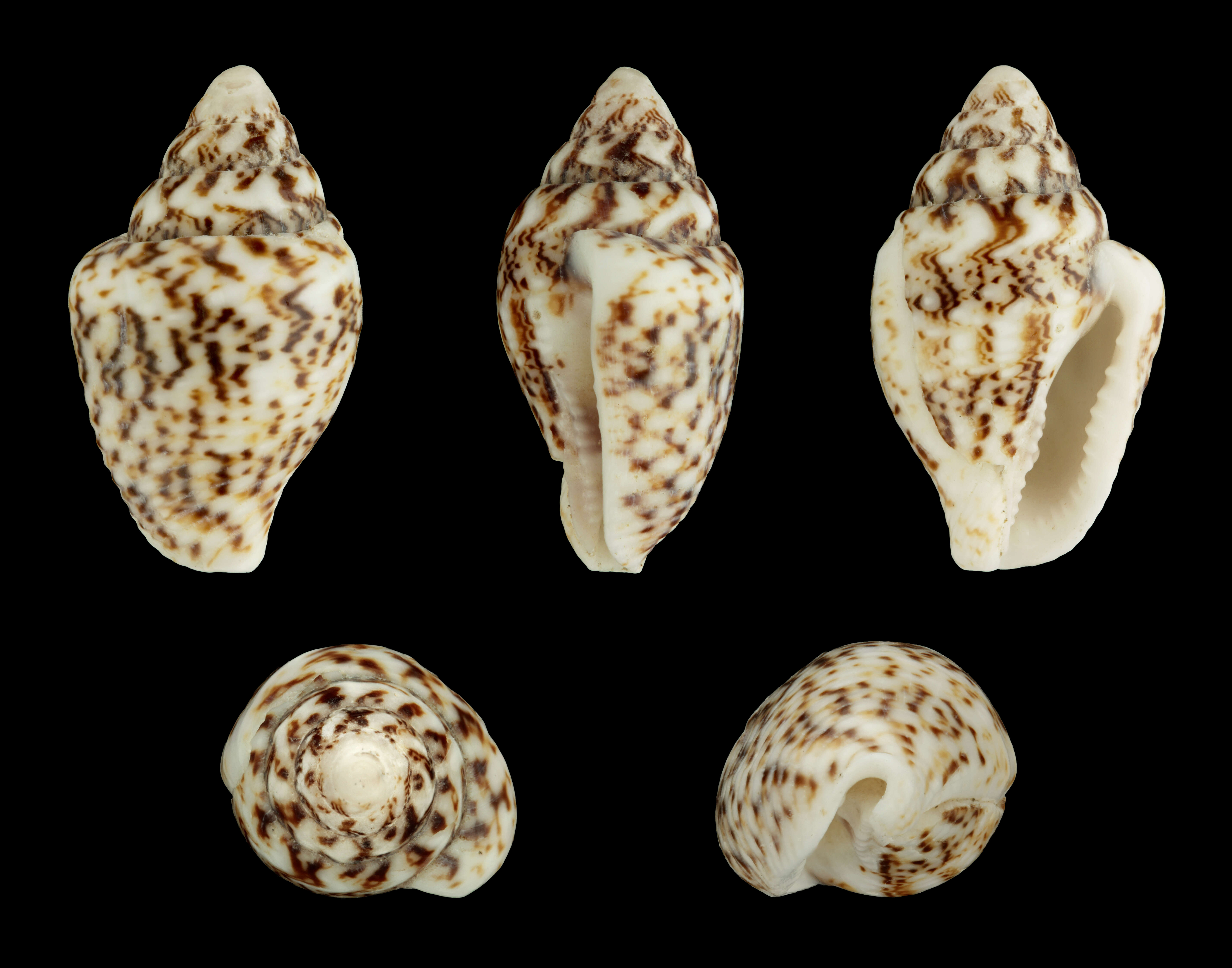 Image of Euplica scripta (Lamarck 1822)