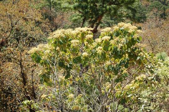 Image de Heliocarpus americanus L.