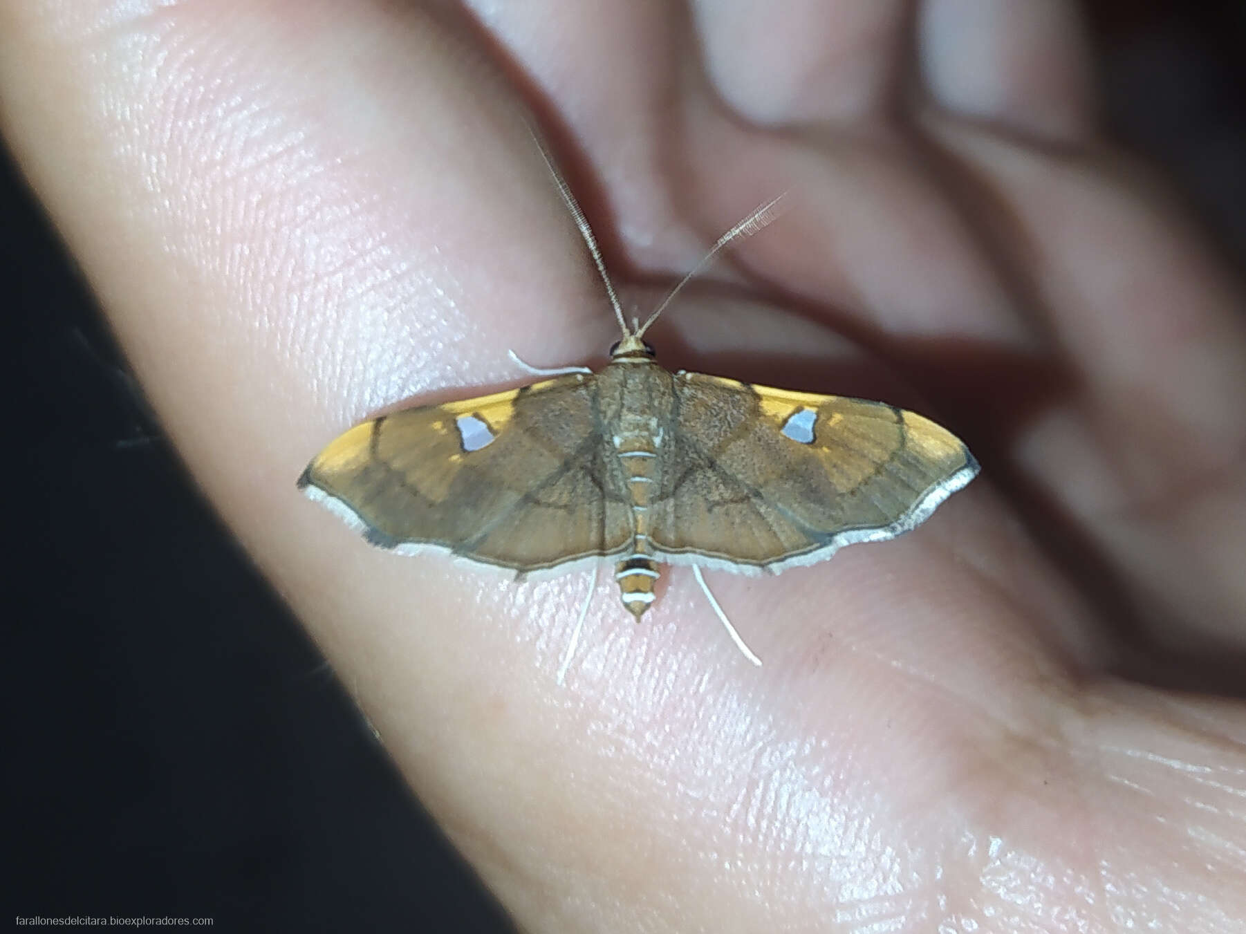 Слика од Coenostolopsis apicalis Lederer 1863