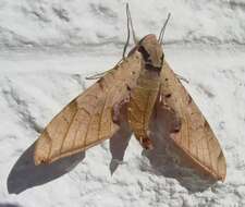 Image of Streaked Sphinx