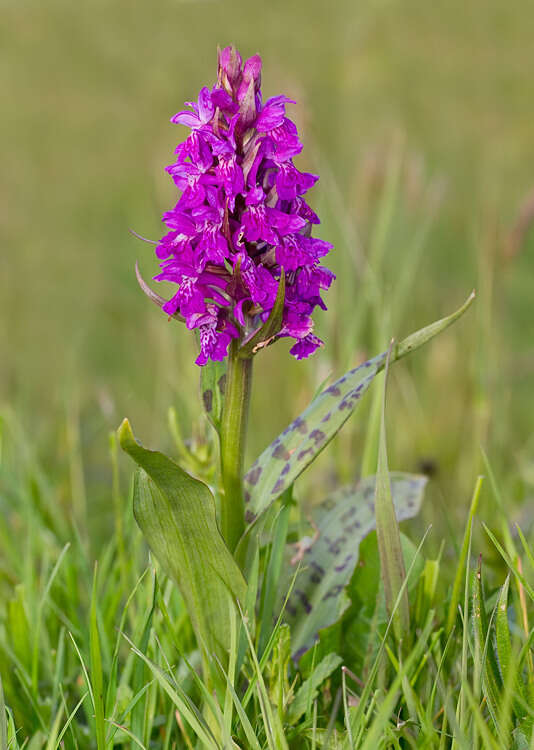 Image of Western Marsh-orchid