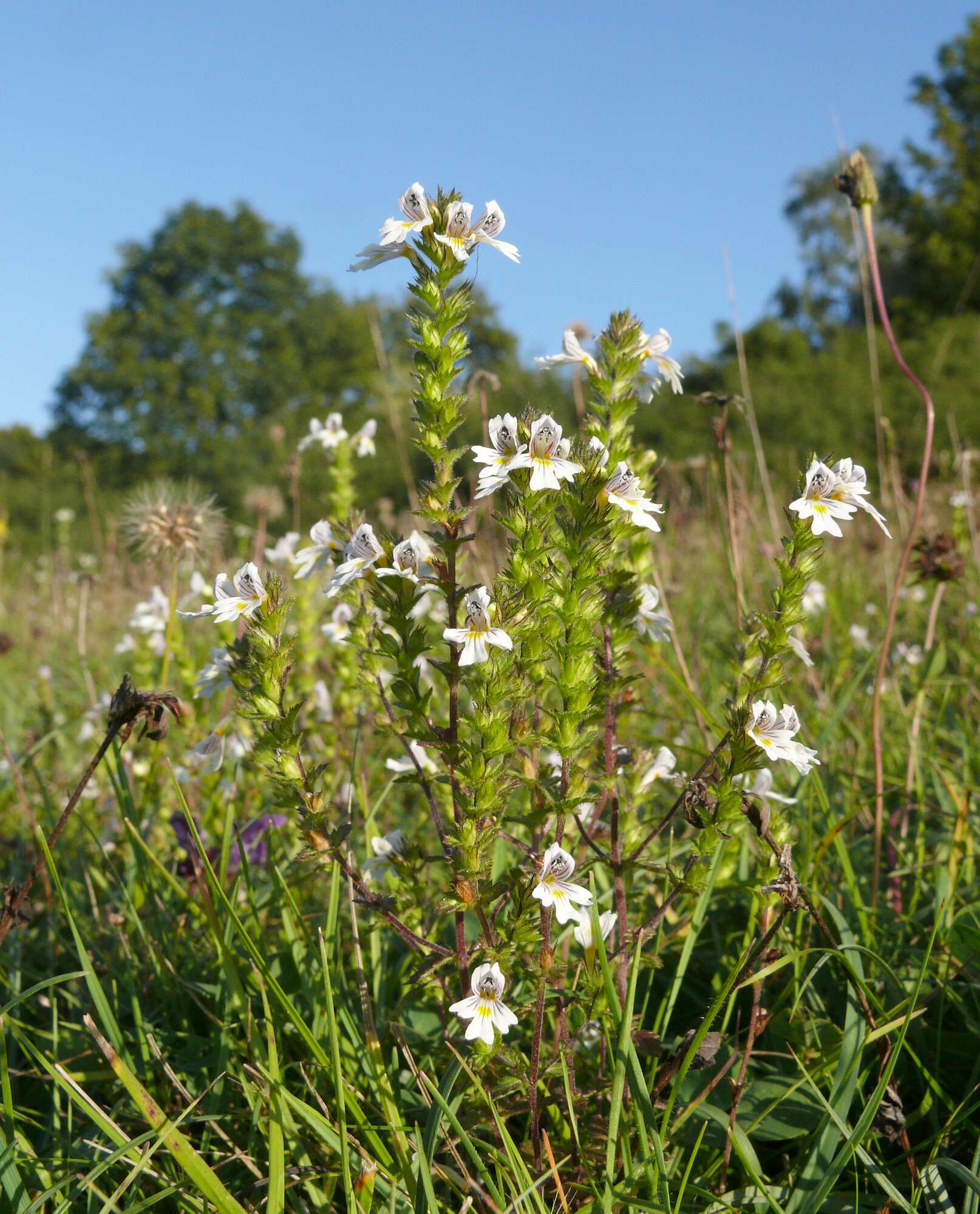 Imagem de Euphrasia officinalis subsp. officinalis