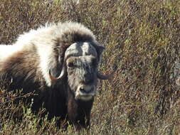 Image of muskox