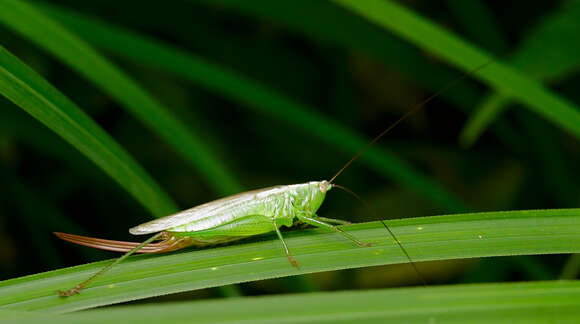 Image of Long-winged conehead