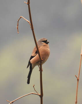 Image of Grey-headed Bullfinch