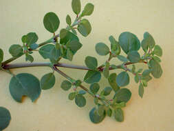 Image of desert horsepurslane