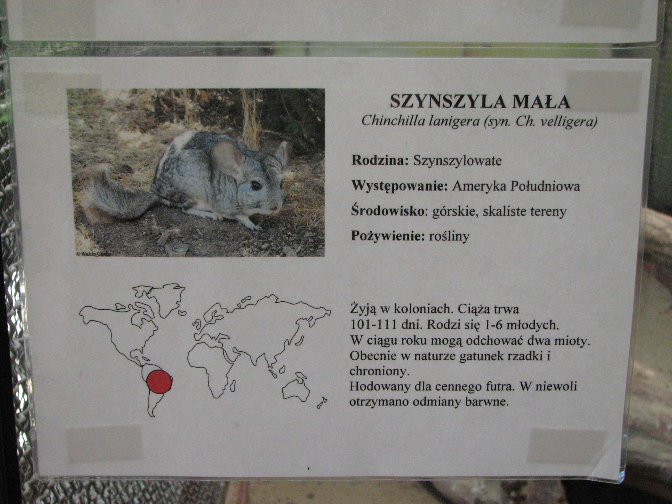 Image of Long-tailed Chinchilla