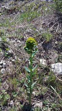 Image of urban spurge