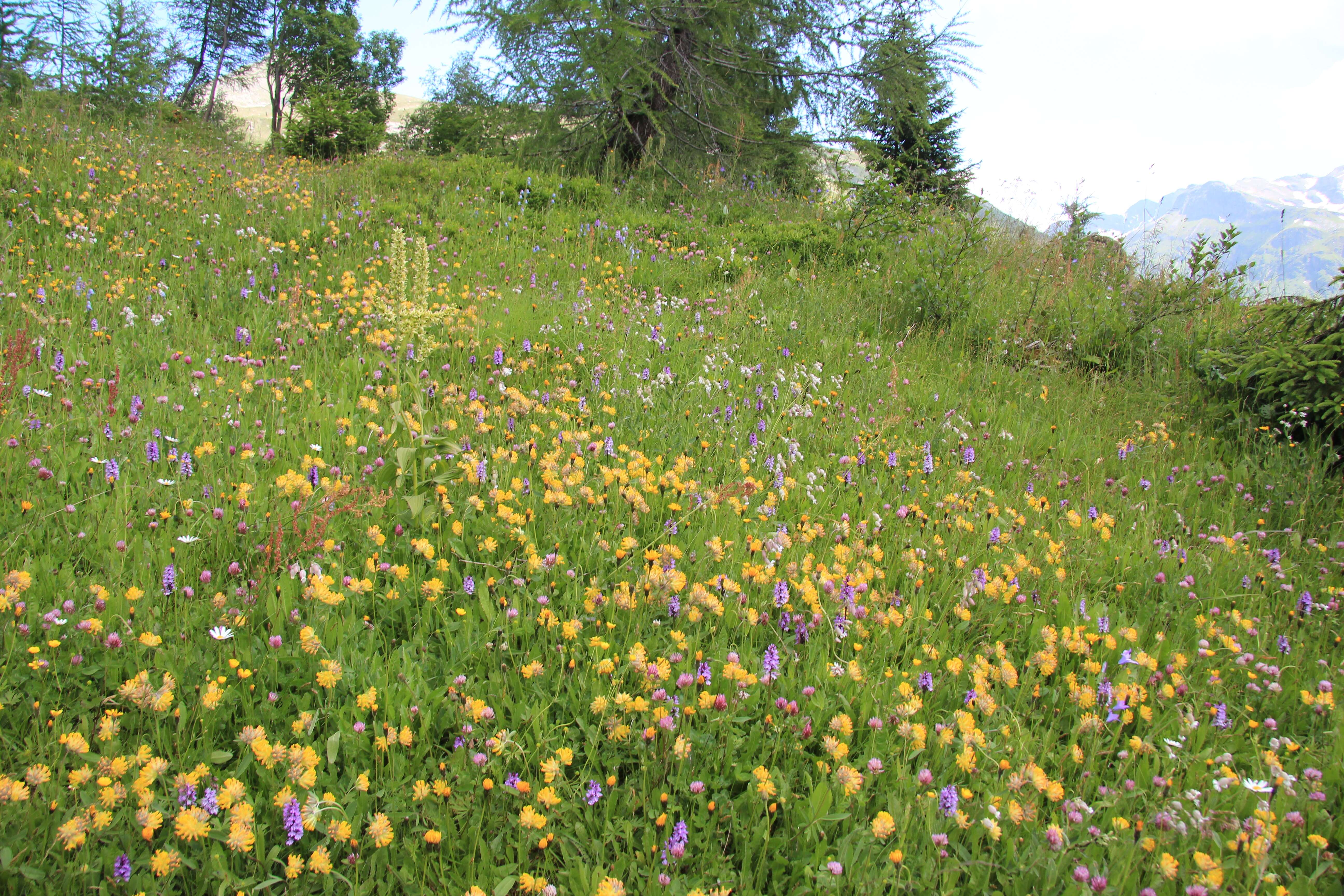 Image of common kidneyvetch